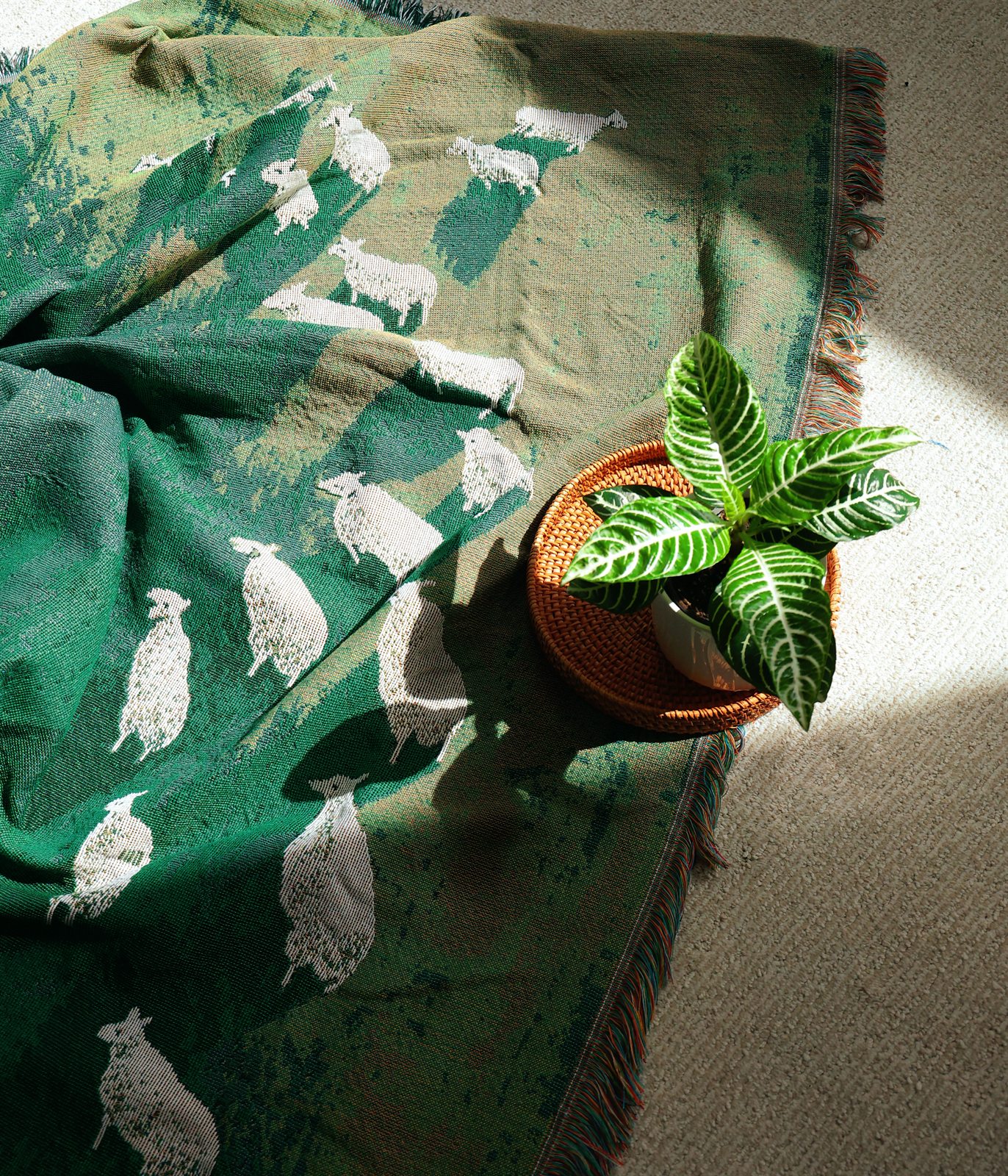 Small green plant casting shadows on a green textile with white sheep motifs